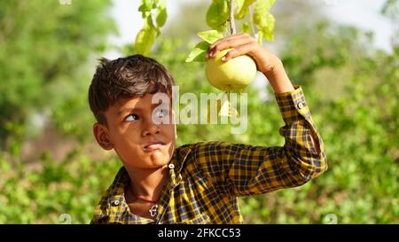 30 avril 2021, Jaipur, Rajasthan, Inde. Buah Maja ou connu sous le nom de Maja fruit (Aegle Marmelos) sur la branche, avec des feuilles de fond. Petit garçon faisant ef Banque D'Images