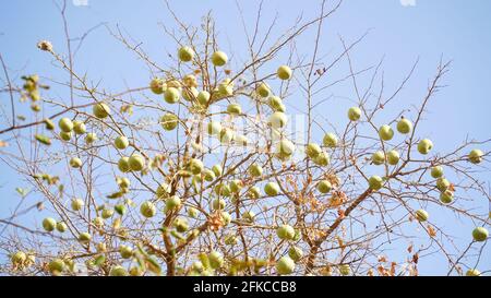 Fruits de mûre du désert d'Aegle marmelos ou Bilva accrochés sur des branches. Fruits frais de Bilva en automne sans feuilles. Banque D'Images