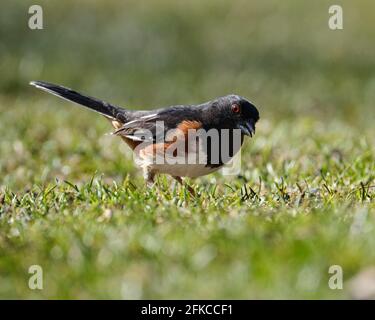 Mâle est Towhee, Pipilo erythrophthalmus, à la recherche de graines sur le sol regardant vers le haut la caméra Banque D'Images