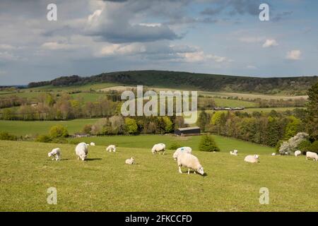 Vue sur Beacon Hill depuis le sentier de randonnée Wayfarers vers le sud avec des moutons dans la lumière du soleil de printemps de l'après-midi, près de Highclere, Hampshire, Angleterre, Royaume-Uni Banque D'Images