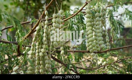 Gros plan de haricots Babool ou Acacia Nods. Acacia hybride est un arbre de taille moyenne qui est semblable en apparence à Acacia mangium. Banque D'Images