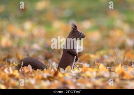 Alerte écureuil rouge eurasien (Sciurus vulgaris) recherche d'un danger au sol dans la litière de feuilles le plancher de la forêt en automne bois Banque D'Images