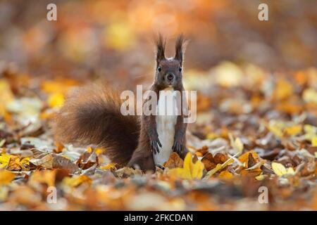 Alerte écureuil rouge eurasien (Sciurus vulgaris) recherche d'un danger au sol dans la litière de feuilles le plancher de la forêt en automne bois Banque D'Images