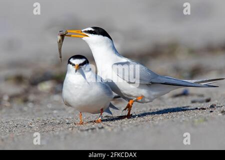 Petit sterne annelé (Sternula albifrons / Sterna albifrons) mâle offrant du poisson à la femelle, partie de l'exposition de la cour sur la plage Banque D'Images