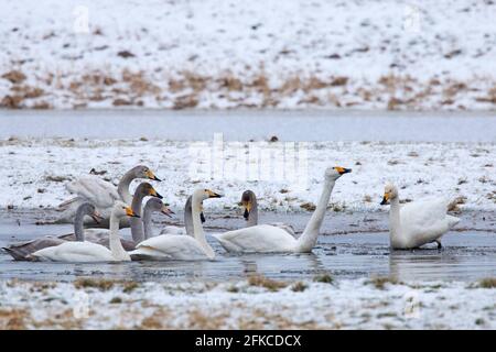 Cygnus (Cygnus cygnus) les adultes avec des juvéniles se rassemblent dans l'étang en hiver Banque D'Images