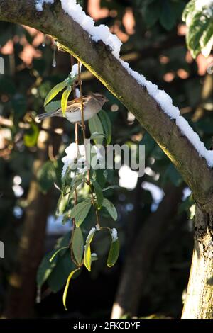 Femme maison Sparrow Passer domesticus dans un arbre dans un jardin, Angleterre, Royaume-Uni Banque D'Images