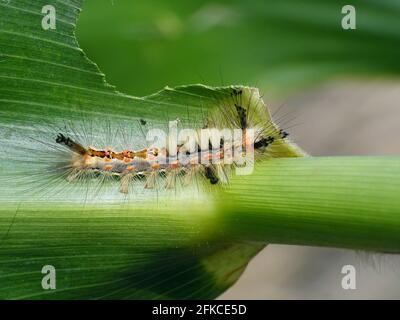 Chenille d'Orgyia antiqua la tige de la chaussette rouillée ou vapotier sur les feuilles endommagées des plants de maïs. C'est un papillon de la famille des Erechidae. Banque D'Images