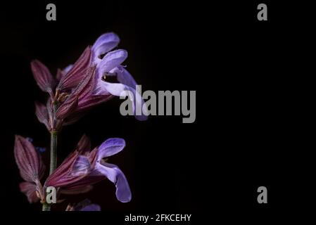 Gros plan et plan détaillé des fleurs de sauge violettes, sur fond sombre avec espace pour le texte Banque D'Images