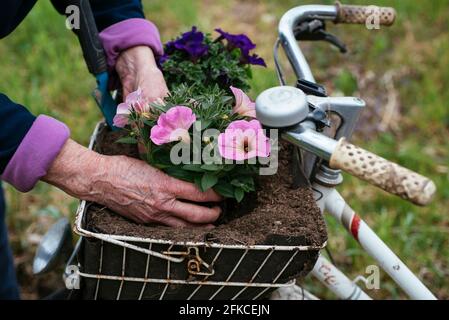 Jardinier plantant des fleurs de pétunia dans un panier sur une vieille bicyclette. Banque D'Images