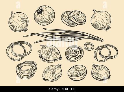 Esquisse de bulbes d'oignon et de rondelles. Illustration vectorielle de la série de légumes frais dessinés à la main Illustration de Vecteur