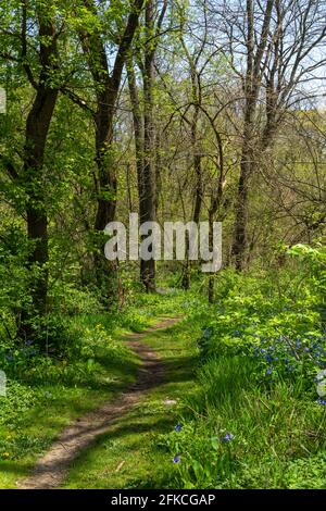 Sentiers de randonnée autour de la région naturelle de Franklin Creek au soleil de printemps. Franklin Grove, Illinois, États-Unis. Banque D'Images