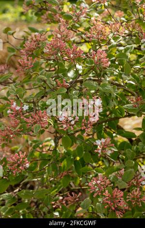 Des fermes vibrantes de Viburnum × juddii, de Judd viburnum, de bourgeons et de fleurs précoces sur un arbuste de taille moyenne sous un soleil de printemps éclatant Banque D'Images