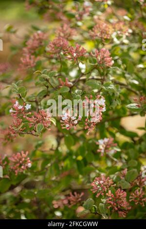 Des fermes vibrantes de Viburnum × juddii, de Judd viburnum, de bourgeons et de fleurs précoces sur un arbuste de taille moyenne sous un soleil de printemps éclatant Banque D'Images