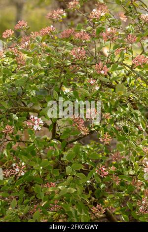 Des fermes vibrantes de Viburnum × juddii, de Judd viburnum, de bourgeons et de fleurs précoces sur un arbuste de taille moyenne sous un soleil de printemps éclatant Banque D'Images