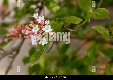 Des fermes vibrantes de Viburnum × juddii, de Judd viburnum, de bourgeons et de fleurs précoces sur un arbuste de taille moyenne sous un soleil de printemps éclatant Banque D'Images