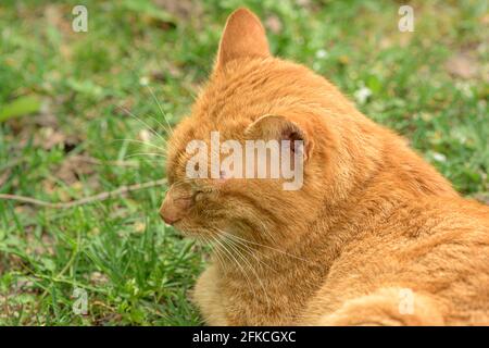 Le chat mignon est détendu dans l'herbe et a une tique au-dessus de l'oeil sur la tête Banque D'Images