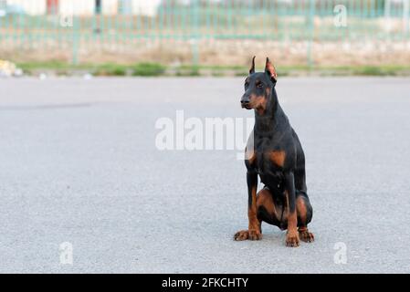 Doberman est assis sur une route asphaltée. Banque D'Images