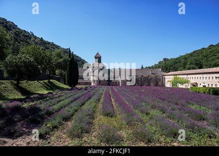 Abbaye de Sénanque, Gordes, France ; 25 juillet 2018 : Abbaye de Sénanque derrière des rangées de lavande sous un ciel bleu Banque D'Images