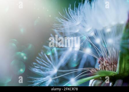 Belle graine de pissenlit brillant dans la nature macro. Flou sélectif doux, effet bokeh étincelant. Fond bleu foncé vert. Banque D'Images