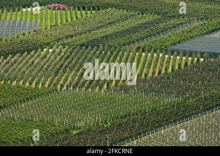 Culture de pommes dans la vallée de Venosta (Vinschgau), Bolzano, Trentin-Haut-Adige, Italie Banque D'Images