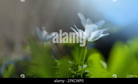 Bois de rêve anémone fleurs sauvages en forêt. Image à foyer doux une fleur de printemps blanche Anemone Nemorosa Banque D'Images