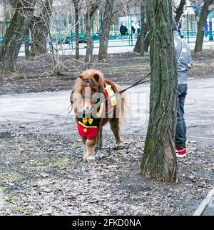 Petit cheval - poney dans le parc. Le propriétaire a emmené le poney aux toilettes. Banque D'Images