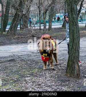 Dnepropetrovsk, Ukraine - 03.21.2021: Une belle poney avec une selle pour une promenade dans le parc se dresse sur la toile de fond des arbres. Banque D'Images