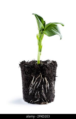 Plante de haricot de bébé poussant dans une tasse en plastique isolée sur blanc Banque D'Images