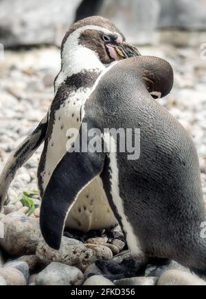 Humboldt pingouins se toilettant les uns les autres. Banque D'Images