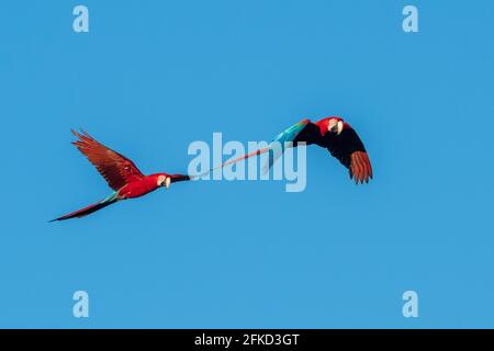 Brésil, Mato Grosso do Sul, Jardim, Scarlet aras volant Banque D'Images