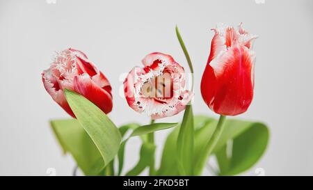 trois tulipes rouges sur fond blanc gros plan, au printemps Banque D'Images