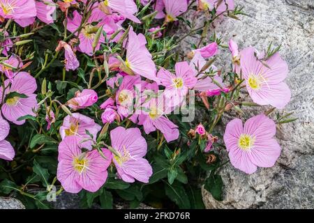 Oenothera Speciosa, également connu sous le nom de pinkladies , primrose mexicaine. fleurs sauvages vivaces herbacées. Californie ; États-Unis Banque D'Images