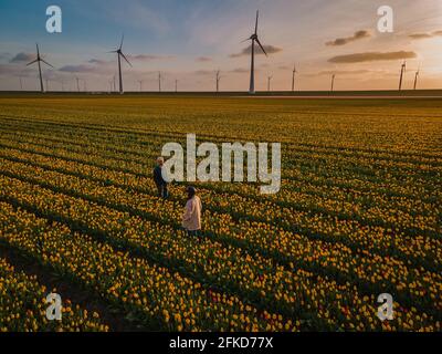 Vue aérienne des champs de bulbes au printemps, champs de tulipes colorés aux pays-Bas Flevoland au printemps, champs avec tulipes, couple hommes et femme dans champ de fleurs Banque D'Images