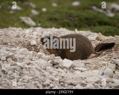 Gros plan d'un écureuil marmotte alpine marmota animaux sauvages assis dans le terrier de pierre à Tre Cime di Lavaredo, Dolomites du Tyrol du Sud de l'Italie Banque D'Images