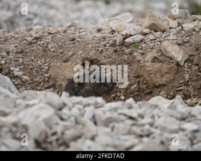 Gros plan d'un écureuil marmotte alpine marmota animaux sauvages assis dans le terrier de pierre à Tre Cime di Lavaredo, Dolomites du Tyrol du Sud de l'Italie Banque D'Images