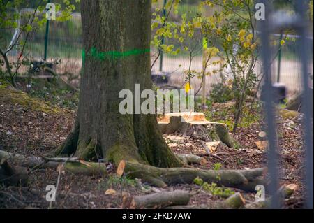 Aylesbury Vale, Buckinghamshire, Royaume-Uni. 30 avril 2021. La souche d'un arbre à côté d'un autre arbre prêt à être abattu. HS2 a été de retour de l'abattage des arbres de hêtre aujourd'hui dans l'ancienne forêt de Jones Hill Wood, bien qu'il soit la saison de nidification des oiseaux et que les rares chauves-souris de Barbastelle sont connus pour rôder dans les bois. Les bois auraient inspiré l'auteur local Roald Dahl à écrire le roman populaire pour enfants, le fantastique M. Fox. Le train à grande vitesse 2 de Londres à Birmingham est en train de sculpter une énorme cicatrice à travers les Chilterns qui est une zone d'une beauté naturelle exceptionnelle. Crédit : Maureen McLean/Alay Live N Banque D'Images