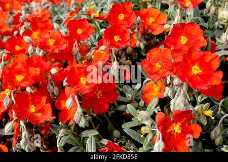 Helianthemum nummularium «Henfield Brilliant» rosier Henfield Brilliant – fleurs rouge écarlate et feuilles vertes grises poilues, avril, Angleterre, Banque D'Images