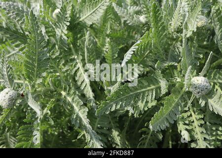 Achillea millefolium - feuilles seulement Arrow commun – feuilles vertes finement disséquées, avril, Angleterre, Royaume-Uni Banque D'Images