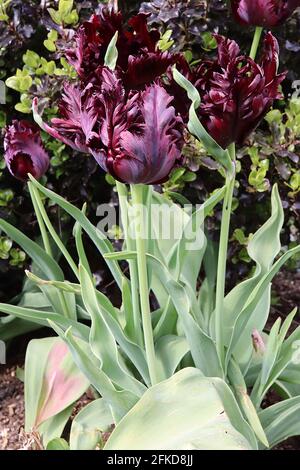 Tulipa gesneriana var dracontia «Parrot noir» Parrot 10 Tulip noir Parrot - pétales noirs tordus de pourpre, marges de magenta, flammes de vert pâle, avril Banque D'Images