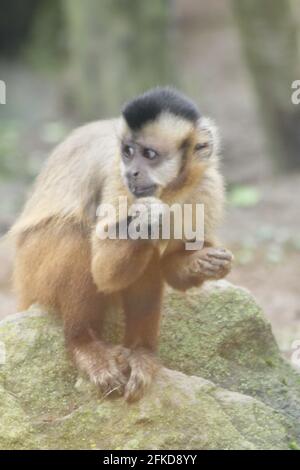 Le Capuchin touffeté ou le singe de maïs (Sapajus apella) est un primate du genre capuchins Banque D'Images