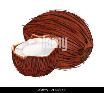 Noix de coco entière et moitié, fruits isolés à l'aquarelle Banque D'Images