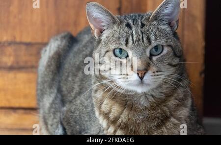 Un chat tabby brun à Los Angeles, CA Banque D'Images