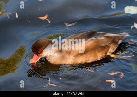 Gros plan femelle commune Pochard ou Aythya ferina nageant dans lac Banque D'Images