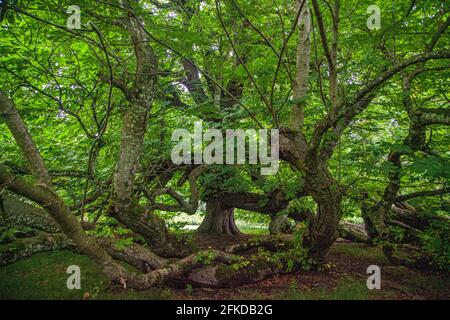 Un arbre dans une zone boisée Banque D'Images