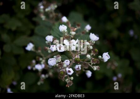 Brumble (Rubus fruticosus) en juin / début d'été, avec des fleurs et des fruits non mûrs. Banque D'Images