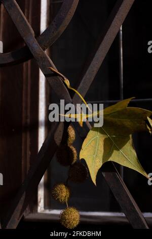 branche de sycomore avec feuille et noix est tombé sur l'ancien grille en fonte Banque D'Images