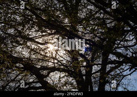 Plan large du soleil qui brille à travers les branches d'un arbre le jour du printemps Banque D'Images