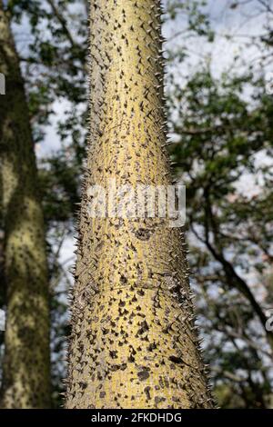 Ceiba Speciosa au jardin de Turia. Valence, Espagne Banque D'Images