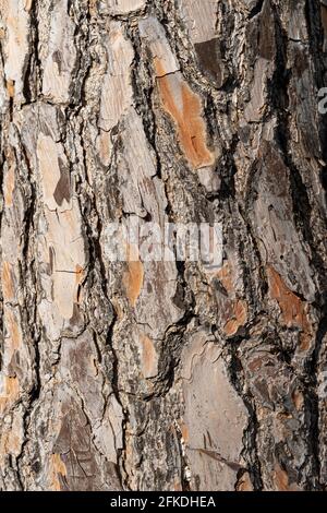 Texture du tronc du pin comme arrière-plan. Valence, Espagne Banque D'Images