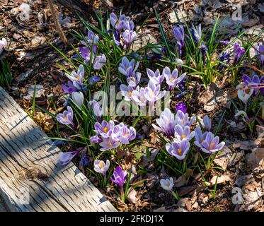 Jonquilles, tulipes et crocus en fleurs dans les jardins botaniques de Steamboat Springs Banque D'Images